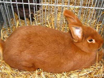 Кролики новозеландской породы: характеристика и разведение