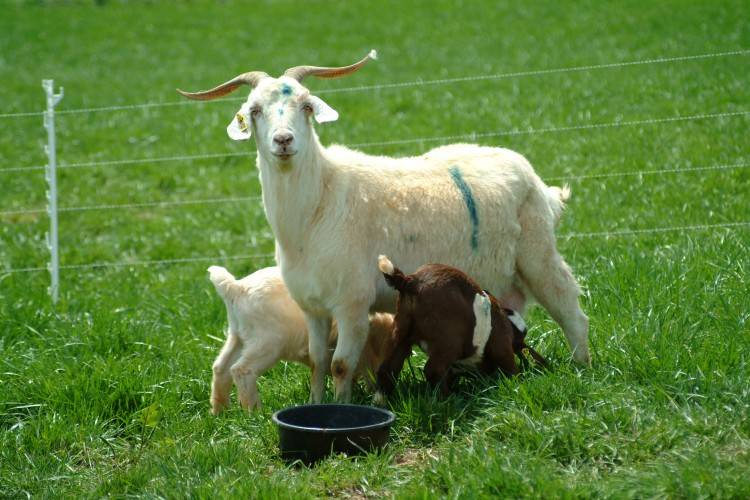 Бруцеллез коров, коз, овец: основные признаки и профилактические меры