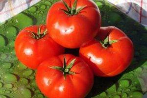 Описание томата фейерверк и особенности выращивания растения