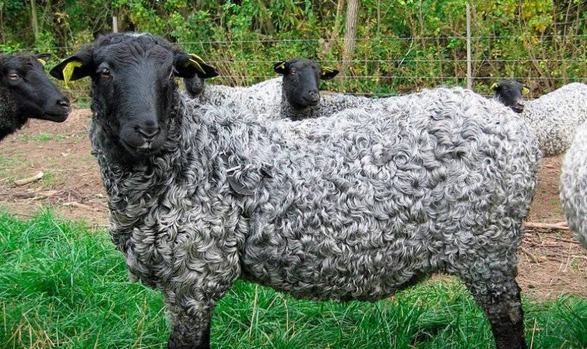 Разведение овец как бизнес: особенности и специфика