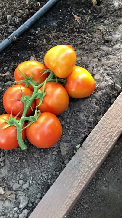 Секреты выращивания томатов золотая канарейка — подробное описание сорта и его характеристики