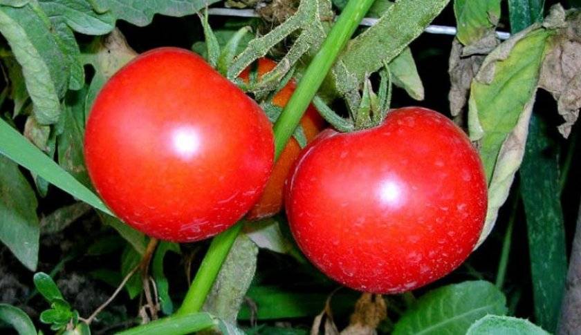 Как правильно посадить и выращивать помидоры на подоконнике?