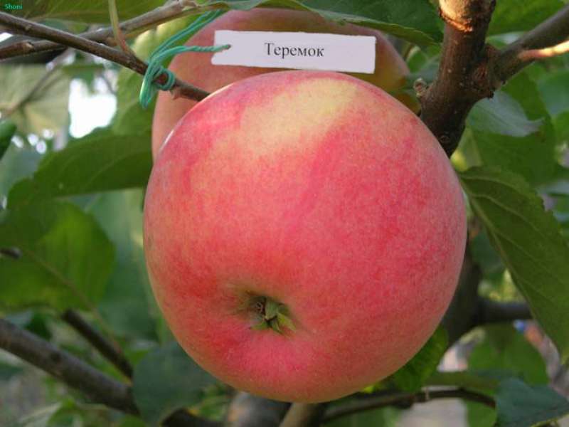 Описание сорта яблонь Теремок, история селекции и урожайность