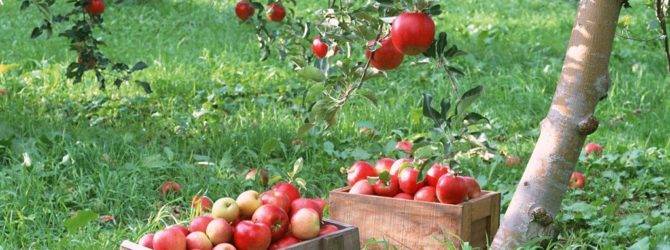 Почему яблоня сбрасывает плоды до их созревания причины и что делать