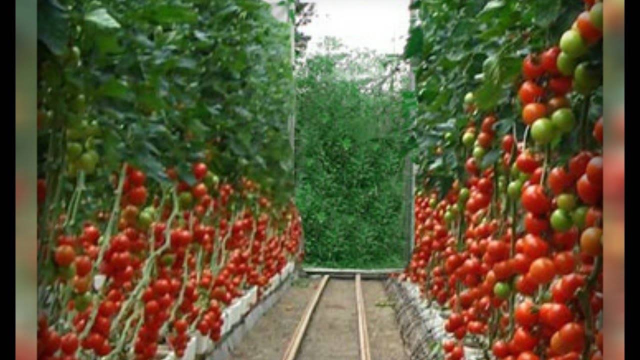 Посадка, выращивание и уход за томатами в теплице в домашних условиях