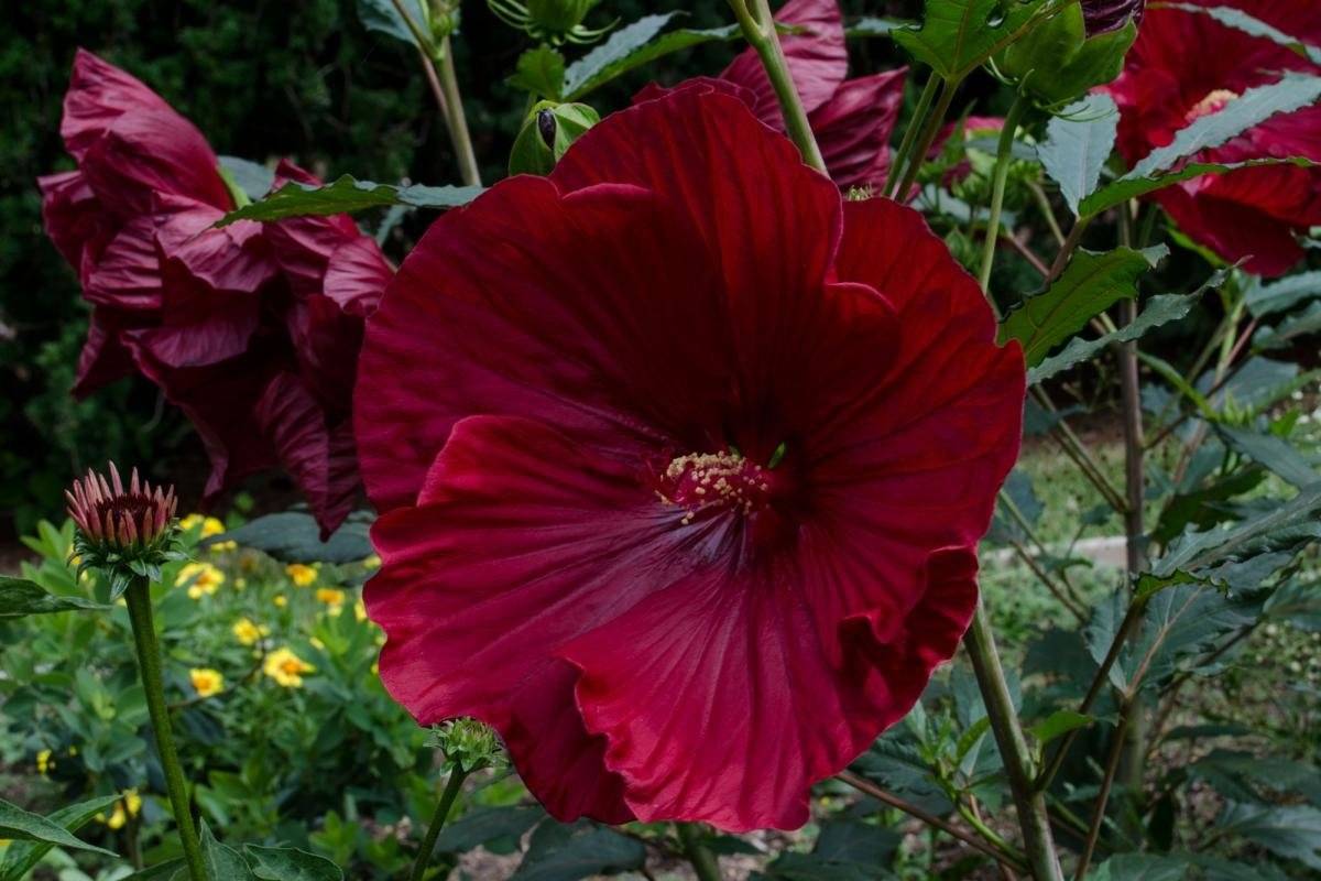 Гибискус садовый или китайская роза — виды, выращивание в открытом грунте