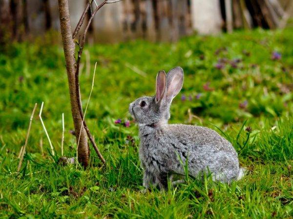 Лебеда в качестве корма для кроликов: польза и вред, полезные советы