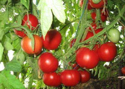 Описание сорта томата Красотка f1, его характеристика и урожайность