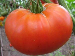 Чудо томат «хлебосольный»