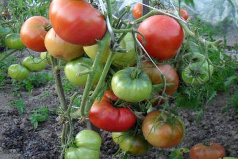 Выращиваем томаты без рассады — сорта, преимущества и недостатки метода