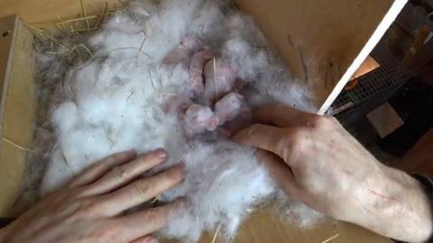 Развитие и уход за новорожденными кроликами в первые дни жизни