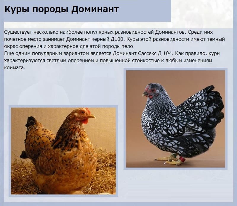 Курица породы доминанты её характеристика и описание