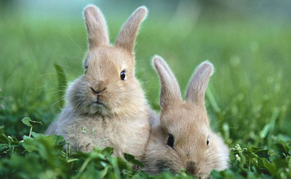 Лишай у кроликов: симптомы, лечение и профилактика