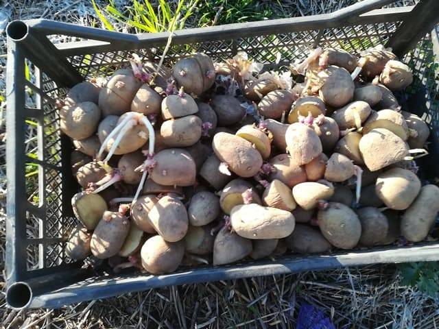 Описание сорта картофеля Джувел, его характеристика и урожайность