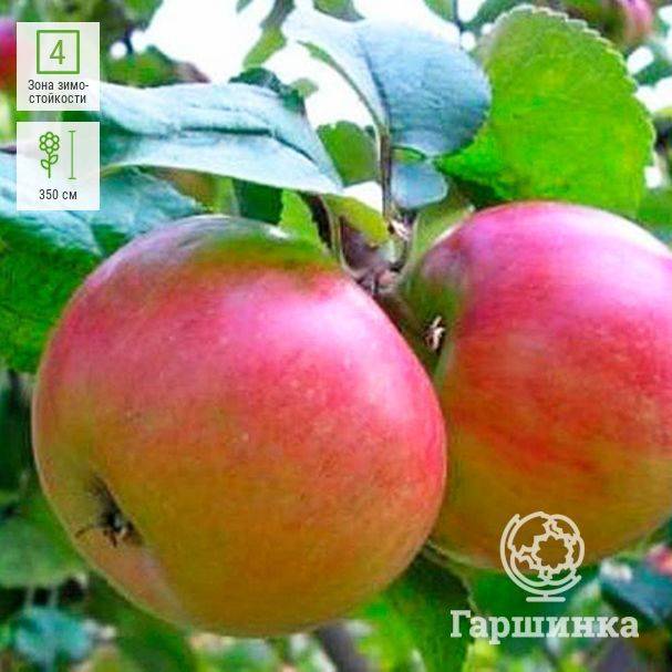 Хорошую приживаемость и высокий иммунитет демонстрирует яблоня сорта брянский