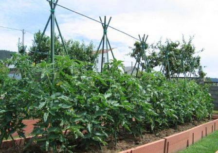 Выращиваем огурцы на шпалере в открытом грунте — секреты богатого урожая