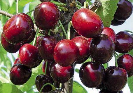 Описание описание лучших сортов сибирской вишни, посадка и уход в открытом грунте