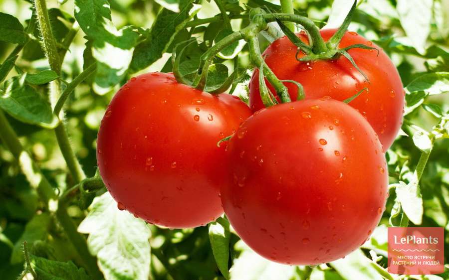 Сорт томата «американские ребристые»: описание, характеристика, посев на рассаду, подкормка, урожайность, фото, видео и самые распространенные болезни томатов