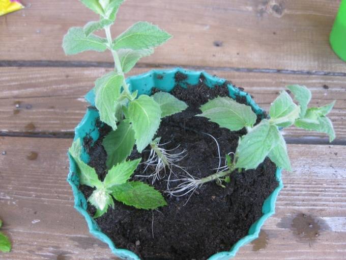 Как вырастить мяту в домашних условиях, из семян, черенками и делением куста