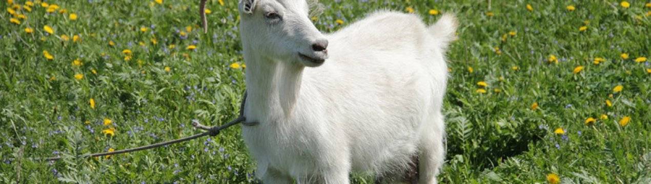 Как лечить мастит у коз?