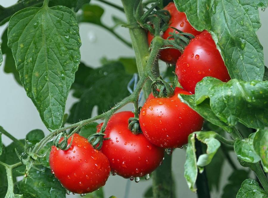 Чем подкармливать помидоры в теплице, чтобы был хороший урожай