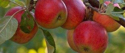 Яблоня услада — излагаем в общих чертах