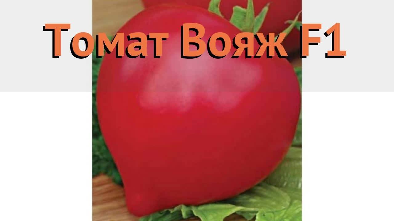 Томат ляна — прекрасный засолочный сорт