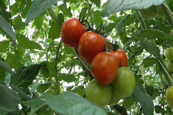 Голландские «петельки»: необычная пикировки рассады томатов корнями вверх