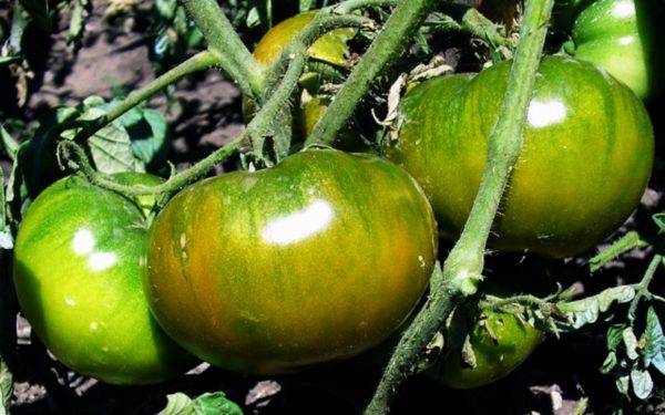 Описание и характеристики зеленых сортов помидор
