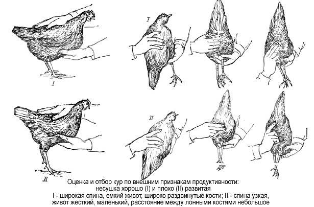 Как можно определить возраст курицы, признаки и отличия старой птицы от молодой