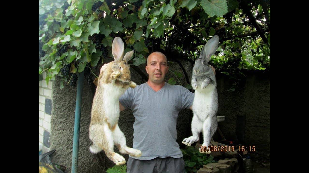 Кролики великаны: разведение, выращивание, кормление