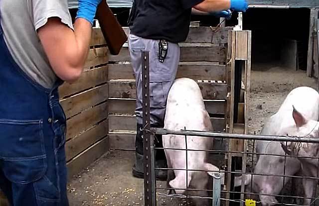 Как зарезать свинью в домашних условиях: технология убоя и разделки туши