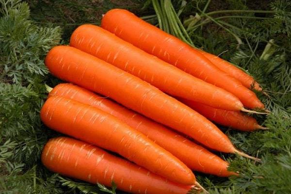 Ранние скороспелые сорта моркови: Курода, Шантане, Кордоба и другие
