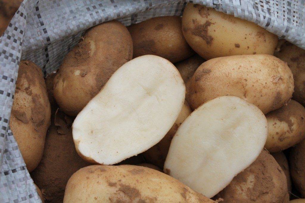 Сорт картофеля «голубизна»: характеристика, описание, урожайность, отзывы и фото