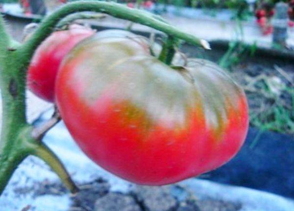 Сорт томата «бабушкин секрет»: фото, отзывы, описание, характеристика, урожайность