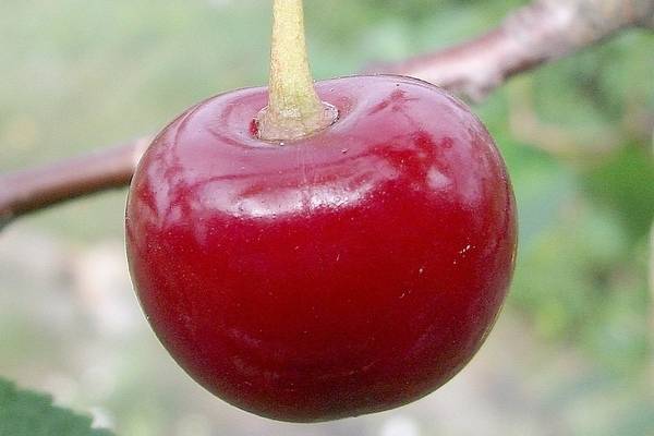 Вишня харитоновская: как получить большой урожай ягод с отменным вкусом