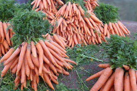 Когда убирать морковь с грядки на хранение в 2019 году: когда копать