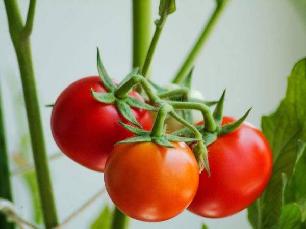 Сорт томата «марманде»: описание, характеристика, посев на рассаду, подкормка, урожайность, фото, видео и самые распространенные болезни томатов