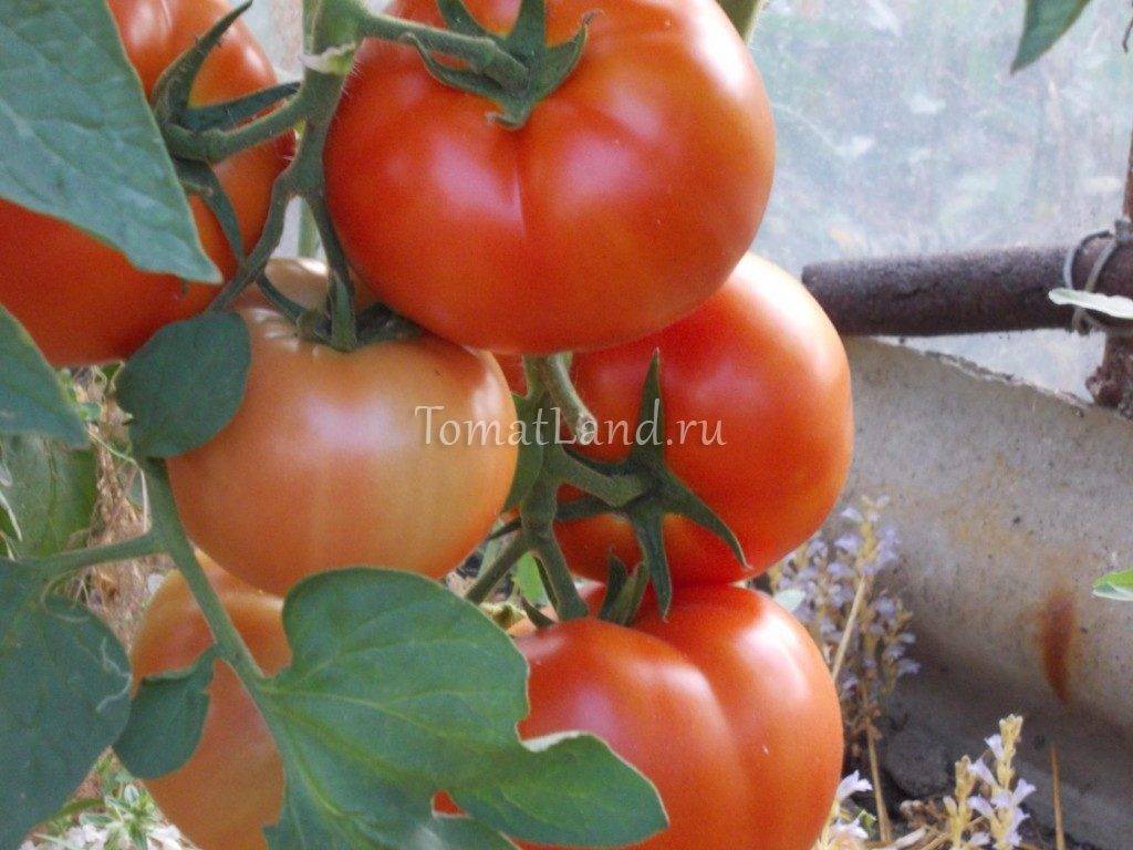 Особенности выращивания, описание и характеристика томата президент