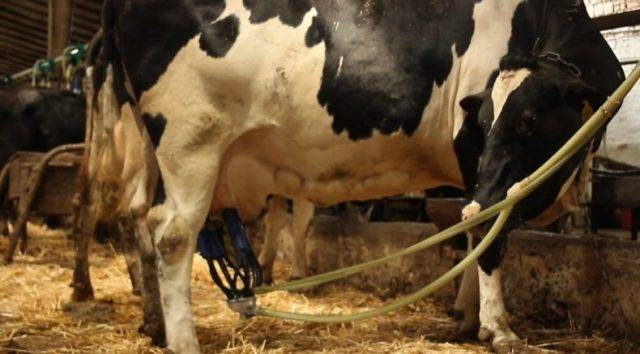 Описание популярных доильных аппаратов для коров