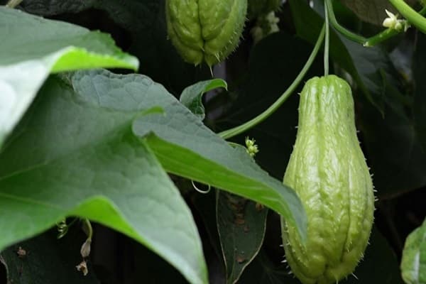 Огурцы мертус — характеристика и правила выращивания сорта