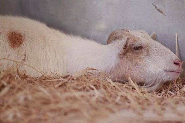 Как лечить мастит у козы, признаки и причины болезни, профилактика