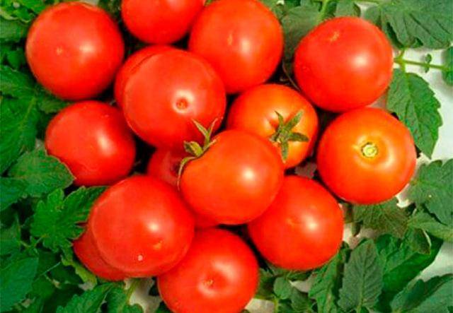 Высокоурожайный и устойчивый сорт томата «яблонька россии»: фото, видео, отзывы, описание, характеристика, урожайность