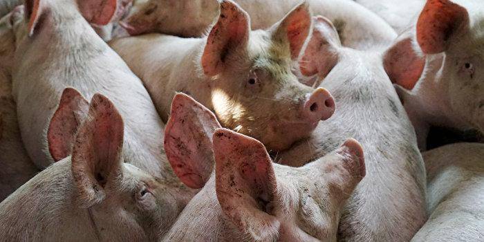 Болезни свиней: 130 фото симптомов, видео лечения и советы ветеринаров по профилактике самых опасных заболеваний