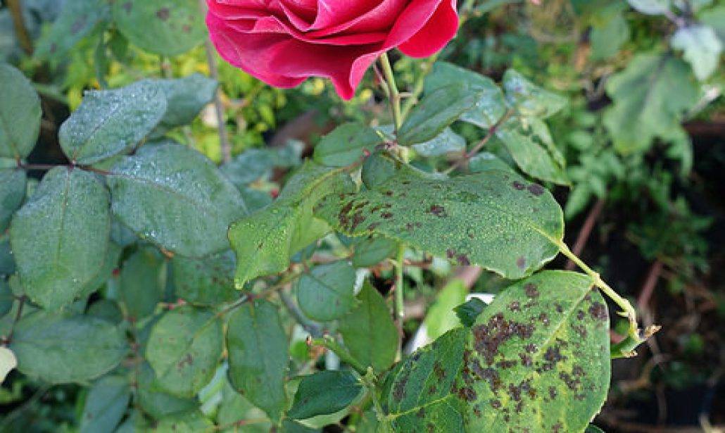 Вредители и болезни розы. средства защиты