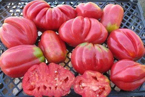 Невероятный томат «колокола россии» — украшение вашего огорода: описание сорта и фото