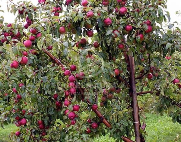 Описание сорта, популярного более века — яблоня лобо