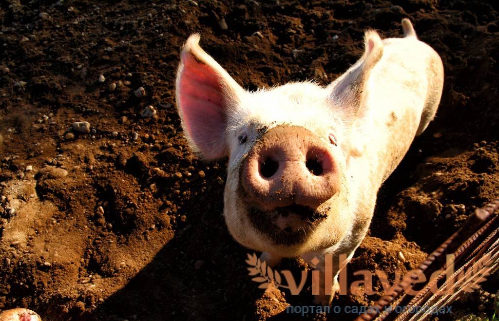 Низкая температура у свиней причины. разведение свиней поиск по блогу свиноводство что делать если у свиньи температура