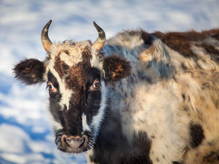 Описание породы шотландских коров, их характеристики и уход за хайлендами