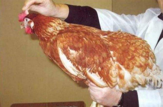 Пастереллез у домашних кур: как проявляется и чем лечить?